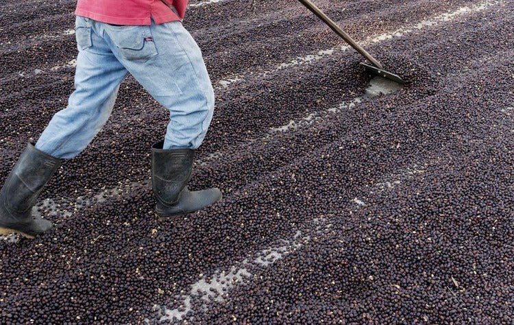 Central Valley [Costa Rica] - Gregorys Coffee