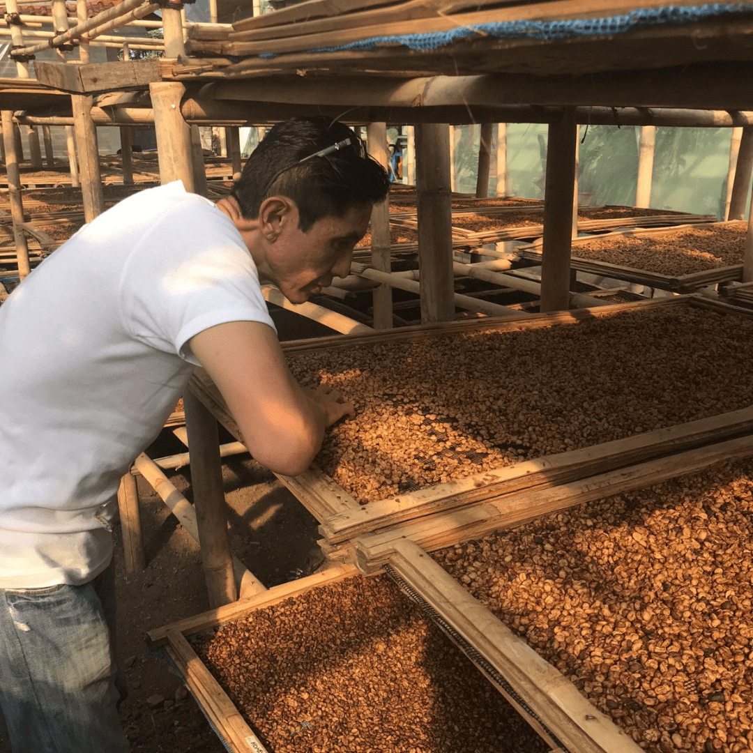 Frinsa, [Java] - Gregorys Coffee