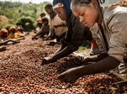Kivu [Congo] - Gregorys Coffee